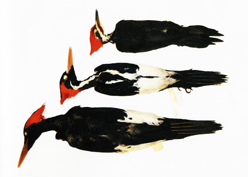 850x607 Review Imperial Dreams Audubon