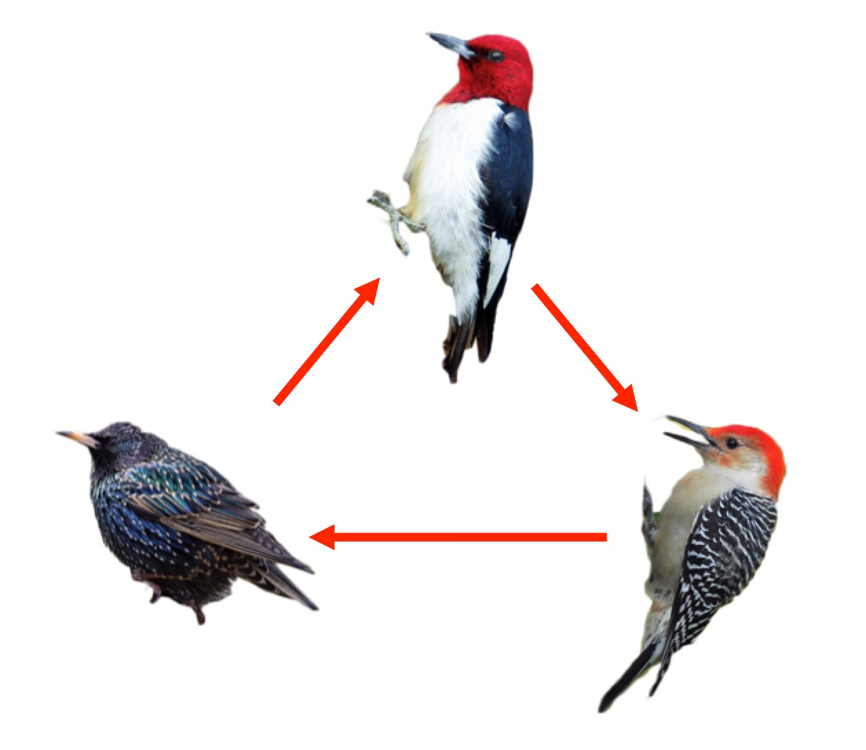 1258x1090 Who Is The Toughest Bird