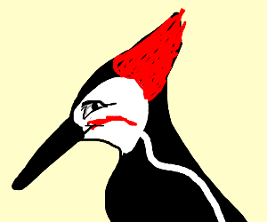 300x250 Woodpecker