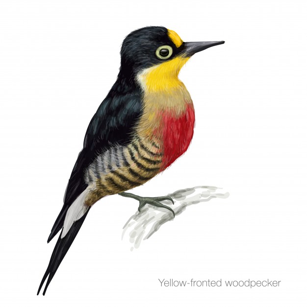 626x626 Woodpecker Bird Vectors, Photos And Free Download