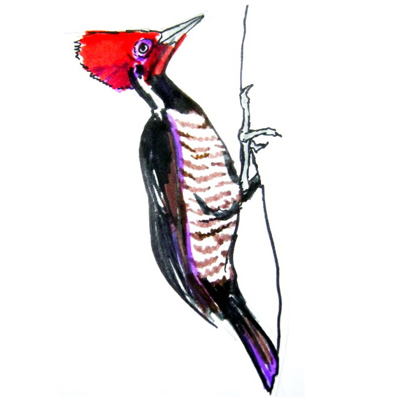 400x400 Woodpecker Drawing