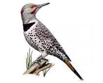 211x171 Woodpeckers Full Color Line Art Illustrations