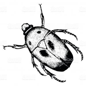 300x300 Pill Bug Commonly Called Roly Poly In Black And White Gm