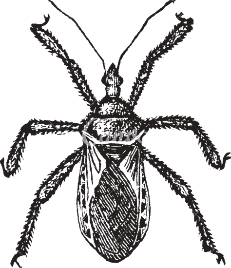 474x550 Bugs Drawing Free Download On Unixtitan