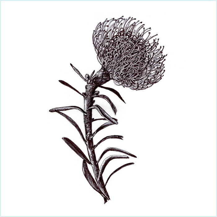 700x700 Pincushion Wild Rhubarb