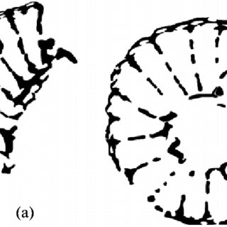 320x320 Drawing Of Sections Of Angustocyathus Porus Sp Nov