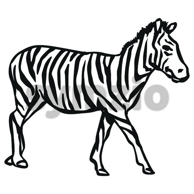 620x620 Zebra Vector Illustration
