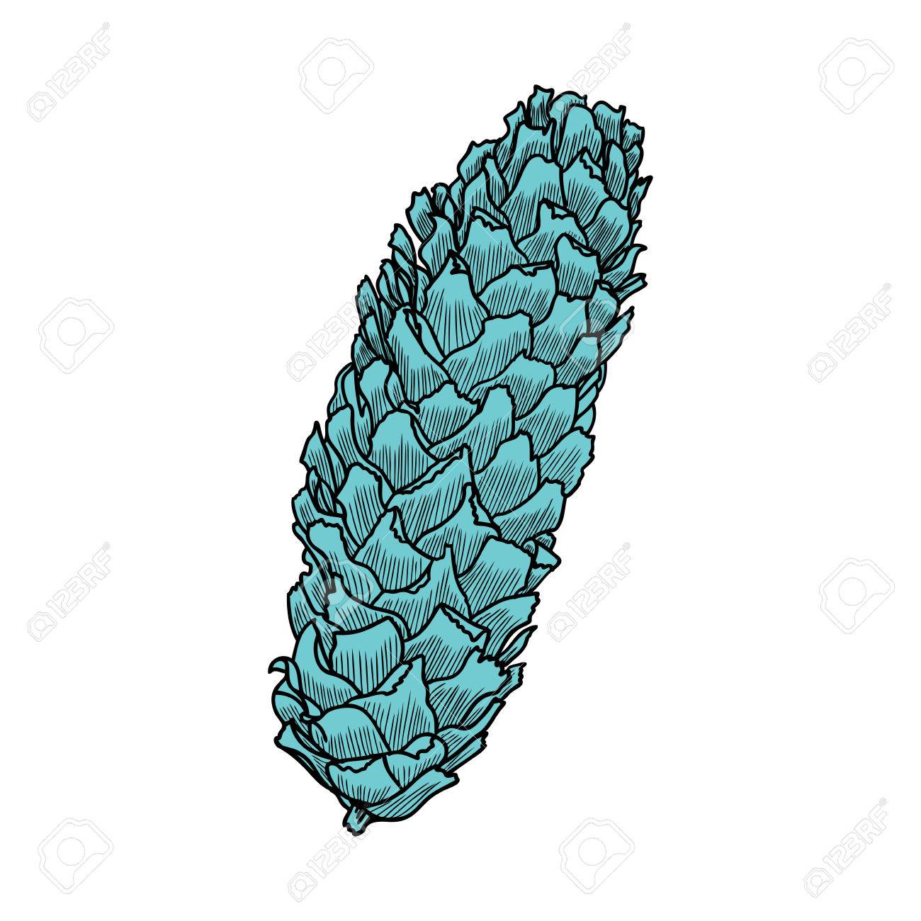 1300x1300 Huge Collection Of 'pinecone Drawing' Download More Than