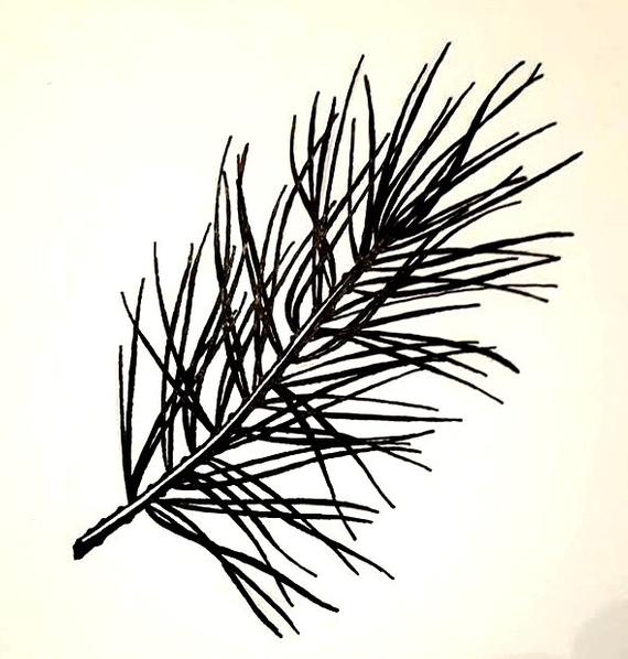 570x598 Original Pine Branch Greeting Card Pen And Ink Etsy