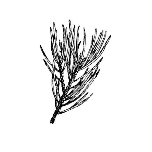 500x500 Pine Branch Unmounted Rubber St Winter, Christmas, Nature