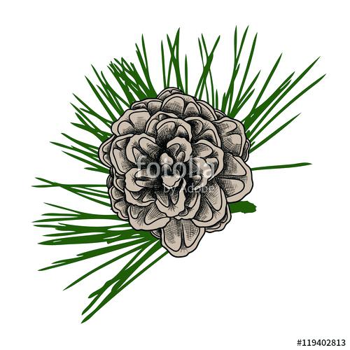 500x500 Pine Tree Branch Friendlyga