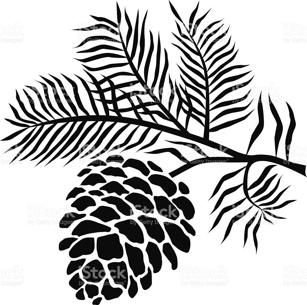 1024x1019 Pinecone On Branch In Black And White Vector