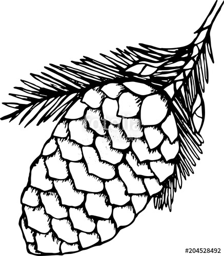 Pine Branch Drawing | Free download on ClipArtMag