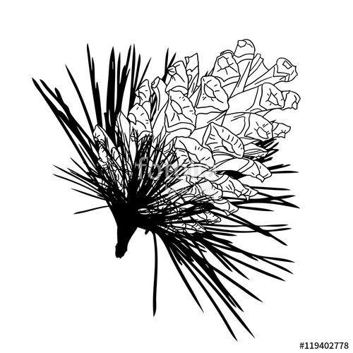 500x500 Conifer Cone On Pine Tree Branches, Pine Cone, Hand Drawing