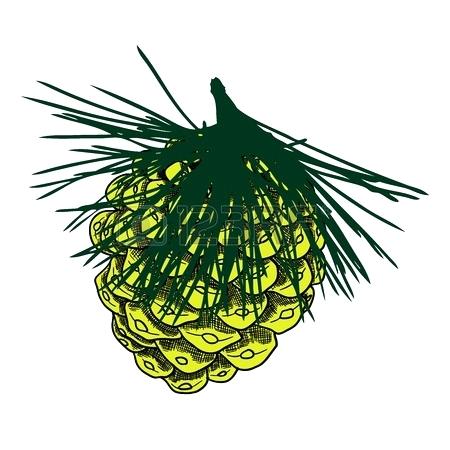 450x450 Color Pinecone Framed Print Featuring The Drawing In Color