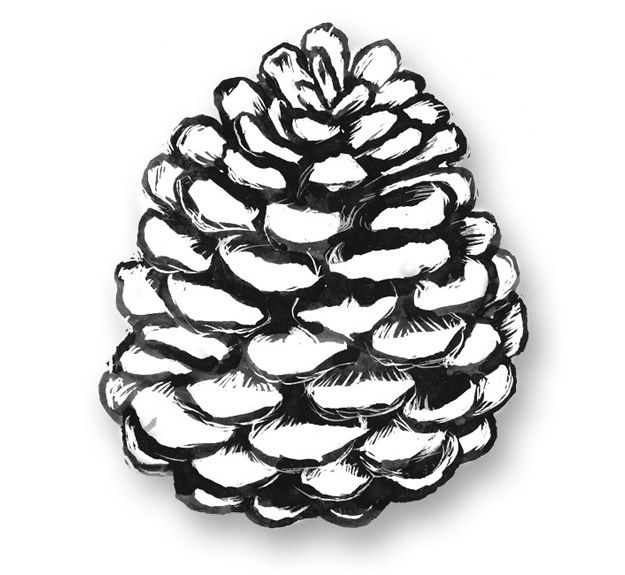 625x575 Image Result For Simple Line Drawing Of A Pine Cone Drawing