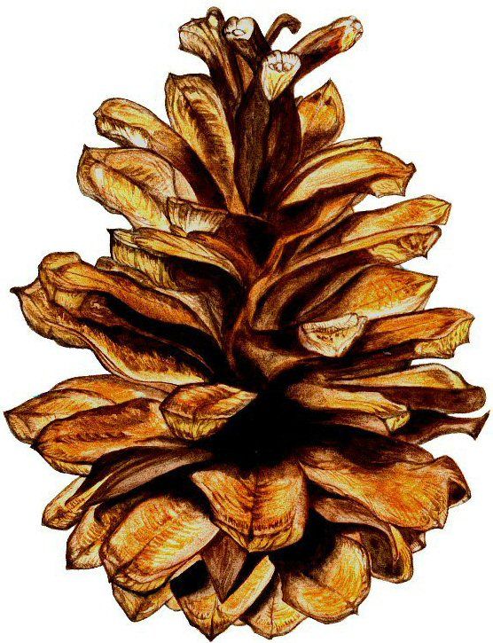 556x725 Image Result For Simple Line Drawing Of A Pine Cone Drawings