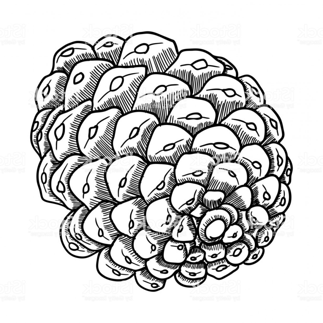 1228x1228 Pine Cone Silhouette Vector Sohadacouri