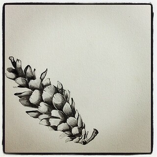 320x320 Pine Cone