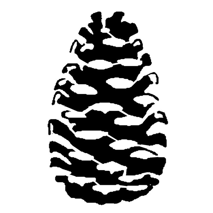 736x736 Pinecone Pine Leaves Transparent Png Clipart Free Download