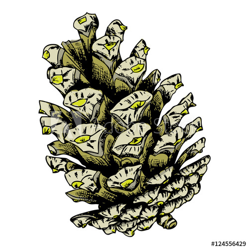 500x500 Watercolor Painted And Hand Drawn Inked Pine Cone Of Cedar Spruce