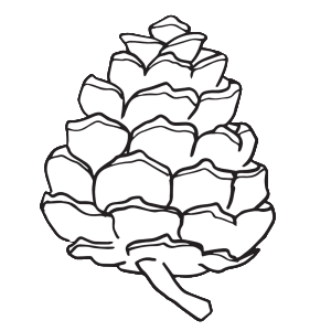 300x300 Collection Of Free Pinecone Drawing Clipart Download On Ui Ex