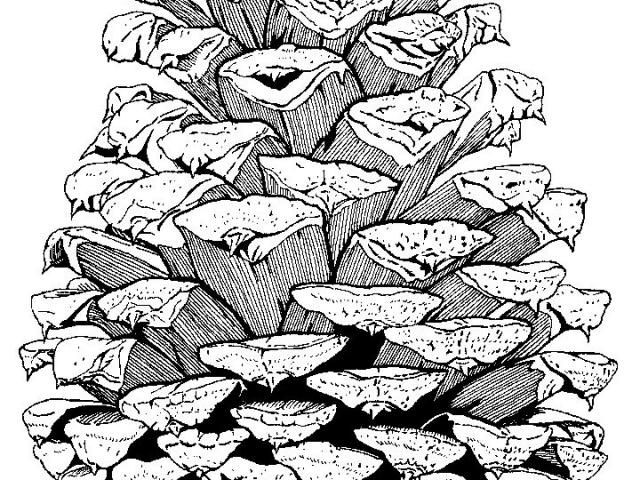 640x480 Free Drawn Pine Cone, Download Free Clip Art