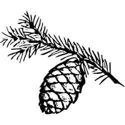 Pine Cone Line Drawing | Free download on ClipArtMag