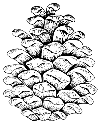 324x400 Pine Cone Png Images In Collection