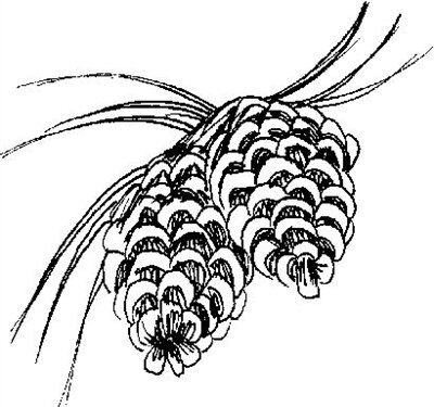 400x375 Pine Cones Small
