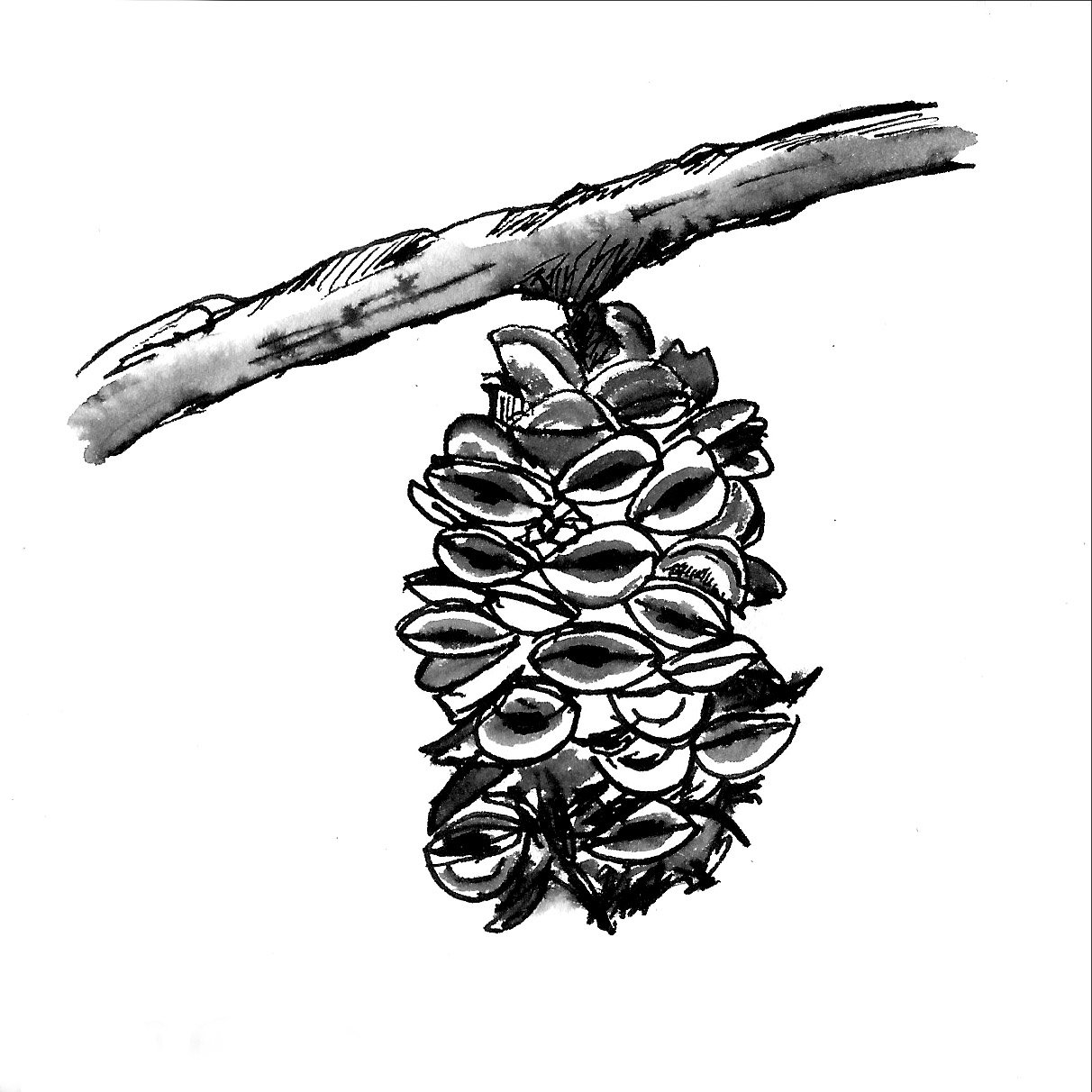 1212x1212 Durras Pine Cone Etsy