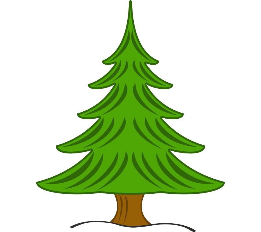 900x800 Evergreen Trees Drawing White Pine Tree Coloring