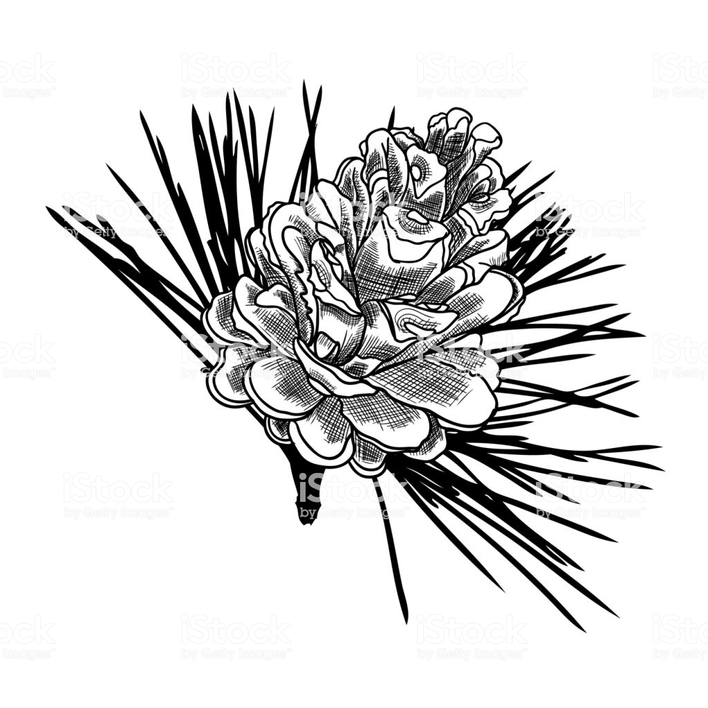 1024x1024 Huge Collection Of 'pinecone Drawing' Download More Than
