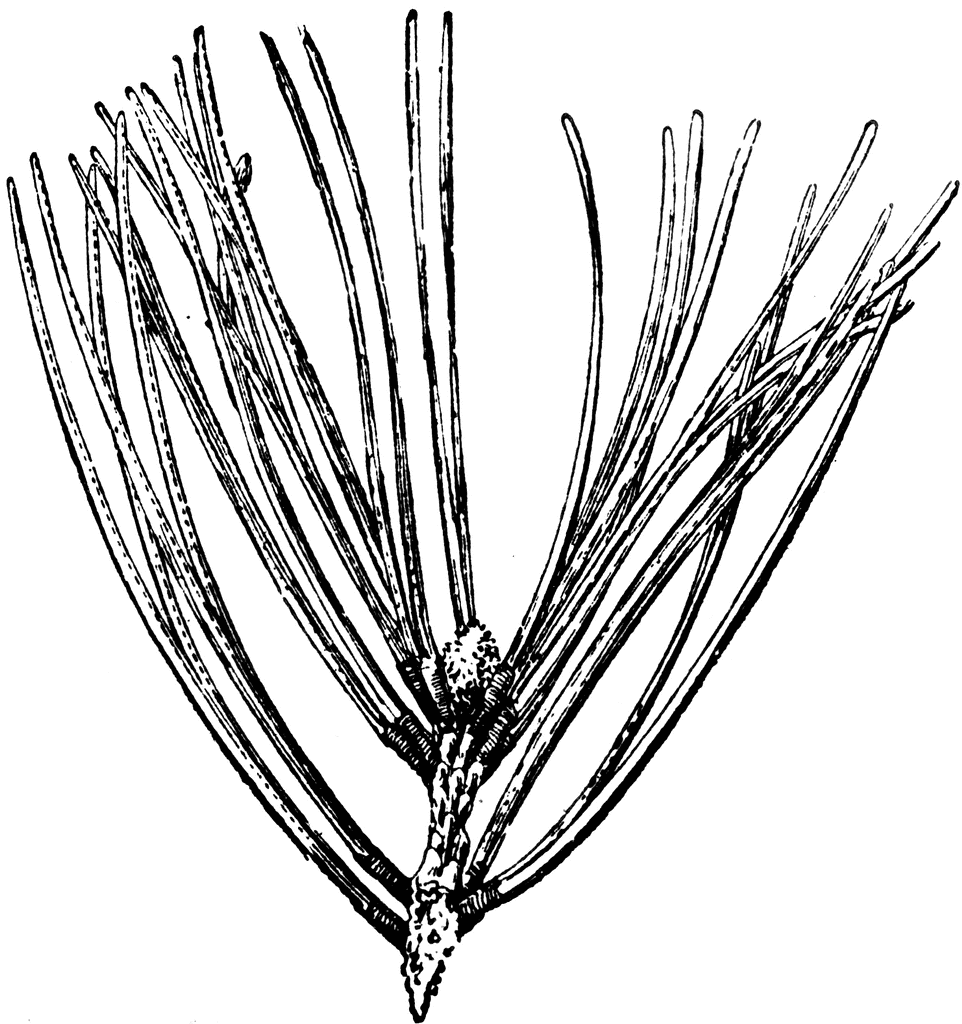 962x1024 pine clipart, suggestions for pine clipart, download pine clipart