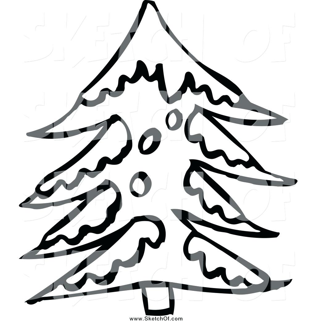 1024x1044 Evergreen Tree Drawing Ettonight Club