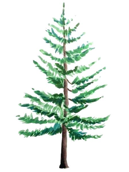 450x600 Drawings Of Pine Trees Names Line Drawings Pine Trees