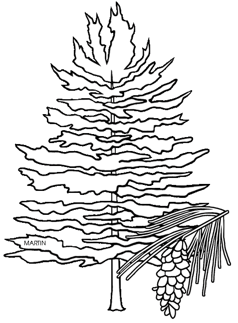 477x648 Pine Tree Clipart Black And White