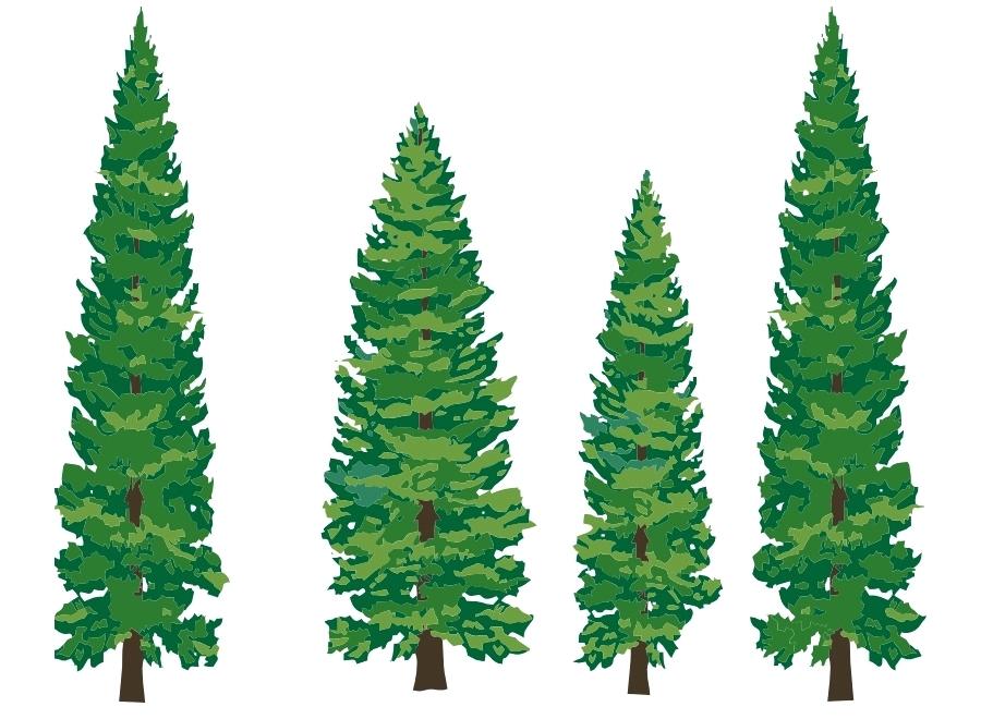 900x660 Drawing Evergreen Trees Karimunjawa Club