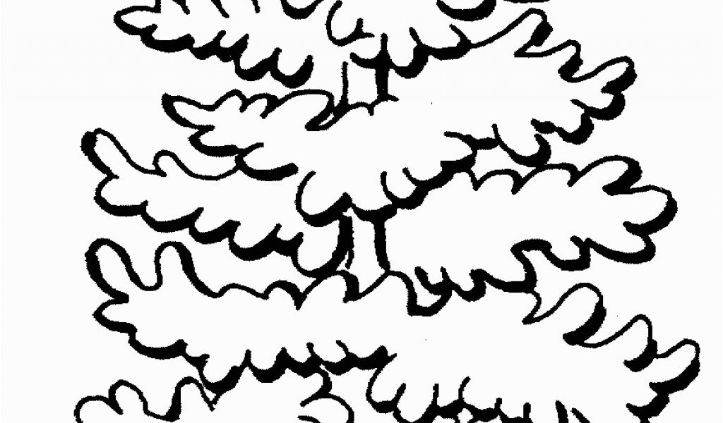 1024x600 White Pine Tree Coloring