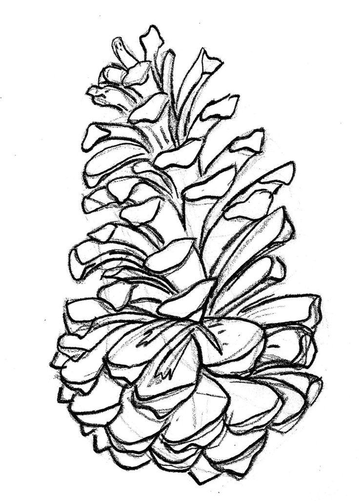 736x1026 Pine Cone Coloring