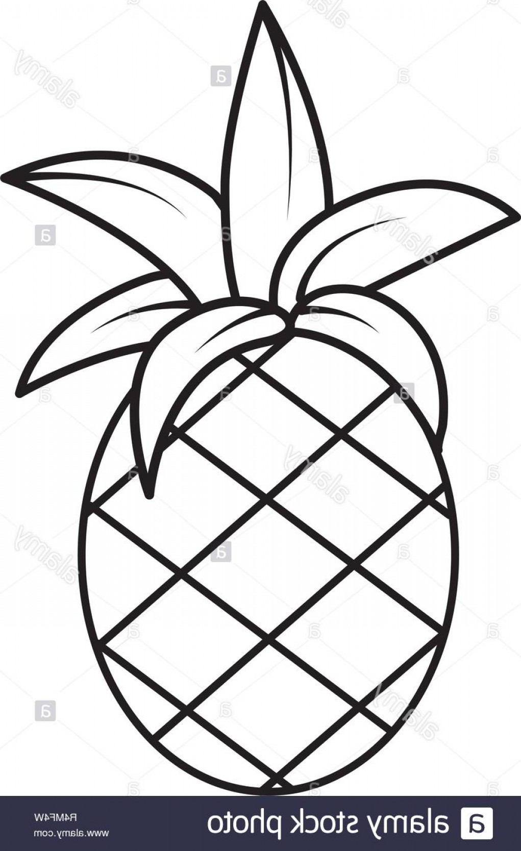 1021x1668 Pineapples Cartoon Vector Hoodamath