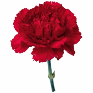 320x320 Carnation Flower Png Png Download