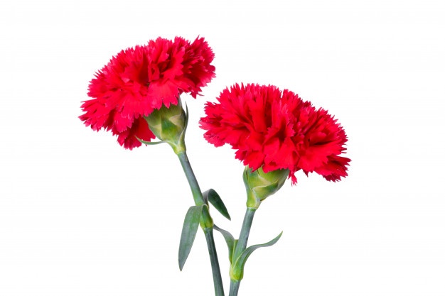 626x417 Carnations Vectors, Photos And Free Download