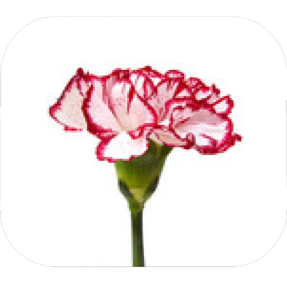 1200x1200 Designs Mein Mousepad Design Mousepad Selbst Designen