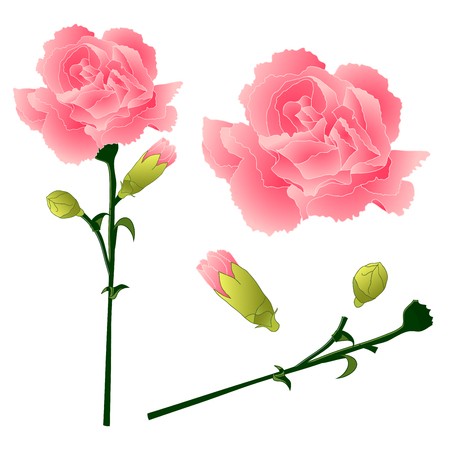 450x450 Dianthus Caryophyllus