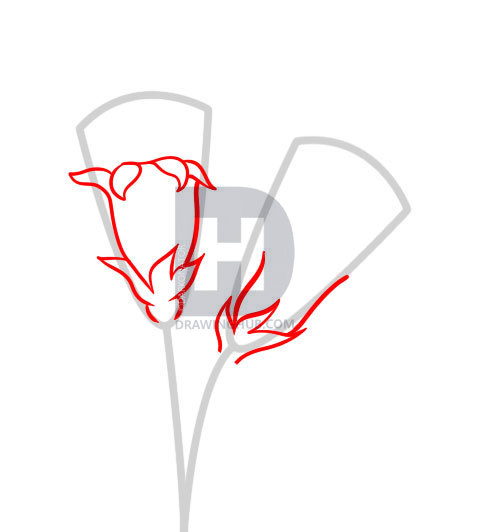477x532 How To Draw Carnations, Step