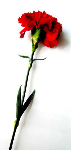 250x521 How To Draw A Carnation