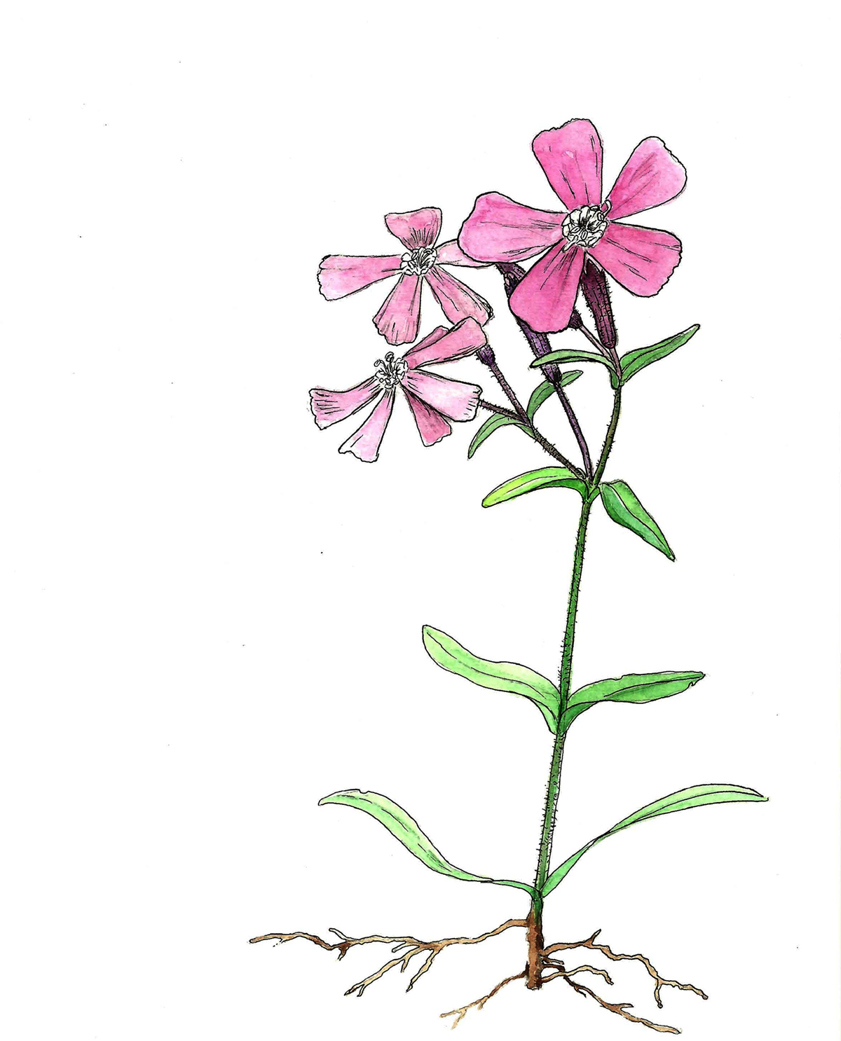 1200x1486 In Bloom Carolina Pink