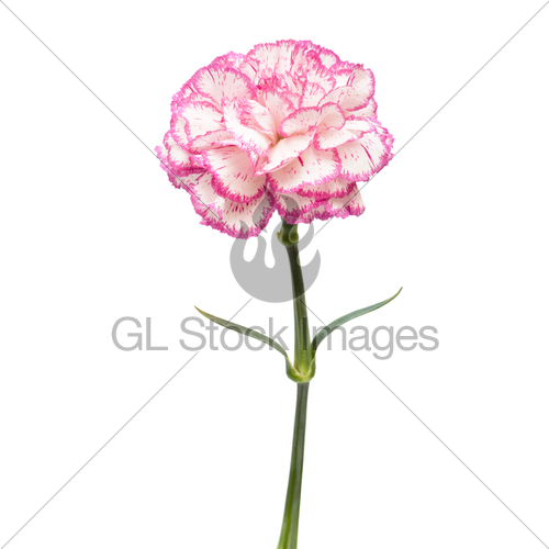 500x500 Pink Carnation Gl Stock Images