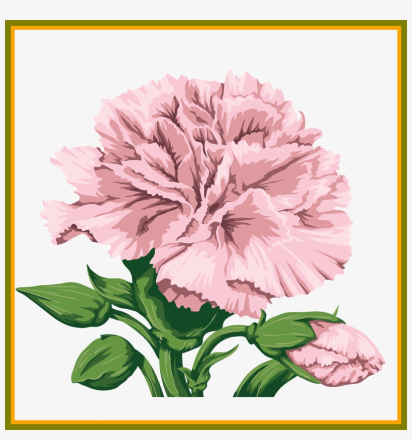 820x875 Shocking Best Carnation For Flower Clipart Inspiration